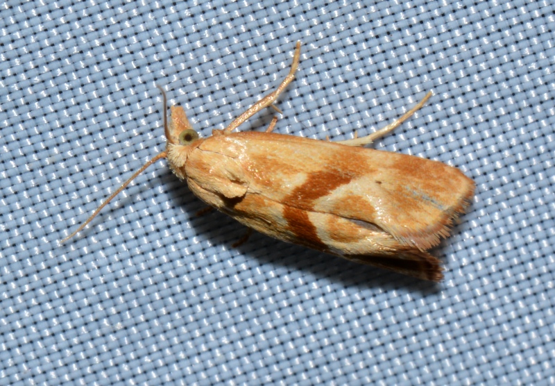 Cochylimorpha jucundana - Tortricidae